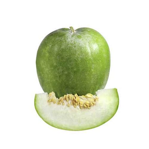 Green Benincasa vegetable seeds for Home Gardening, Premium Kitchen Garden Planting for kitchen garden planting
