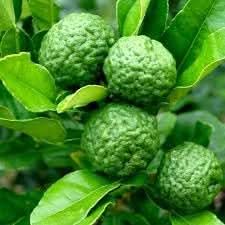 lime fruit for planting heirloom gmo free beautiful home garden Fruit seeds