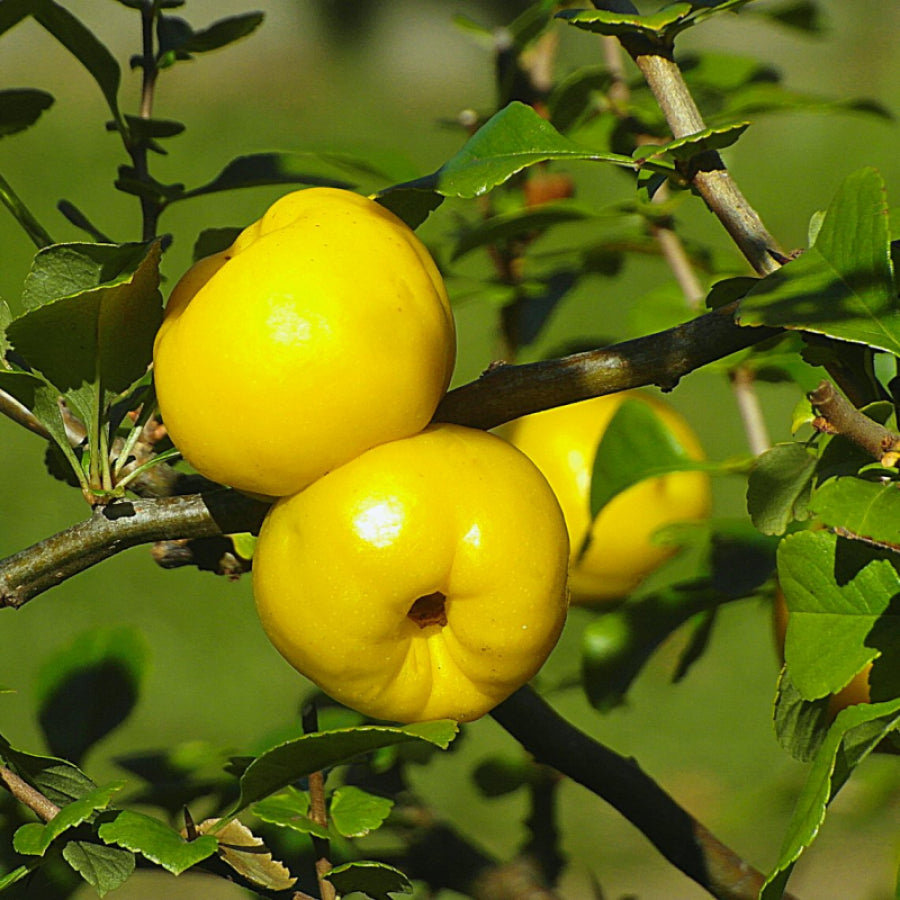 chaenomeles fruit grow ornamental fruits with Fruit Seeds