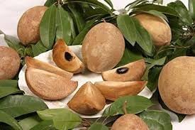 Sapodilla Fruit Homegrown Tropical Sweetness Gmo Free For Home Fruit Seeds