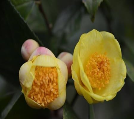 Camellia Flower Seeds