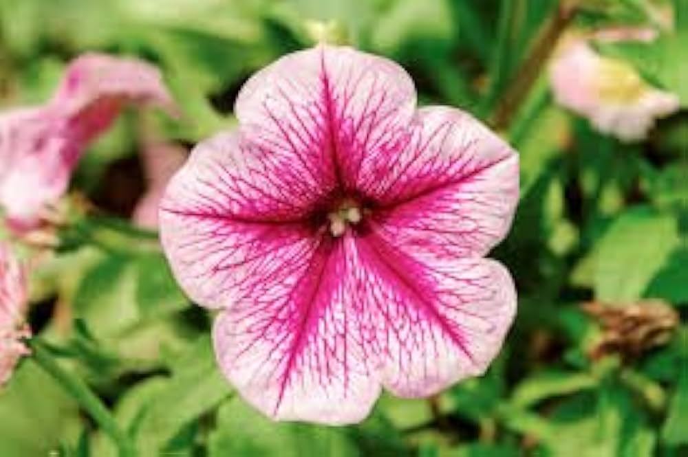 pelleted petunia frillytunia white Fruit Seeds