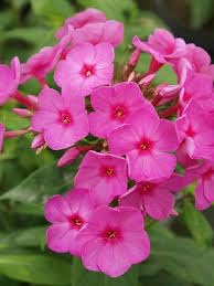 Pink Phlox Flower Seeds