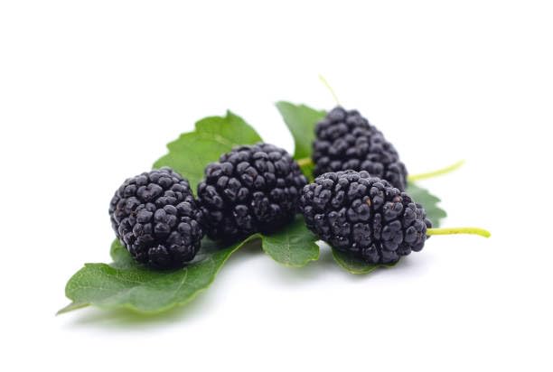 Black Mulberry Fruit Seeds organic garden seeds