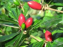 Miracle Berry Fruit Growing A Unique And Flavor Altering Gmo Free Fruit Seeds
