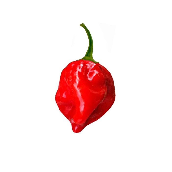 Red Habanero Pepper Plant vegetable seeds for Home Gardening, Natural Farm Fresh Gardening for kitchen garden planting
