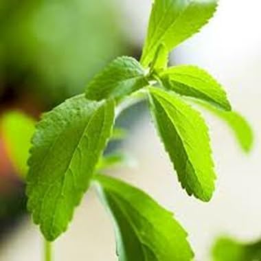 seeds STEVIA herb seeds - sustainable gardening, high germination garden seeds
