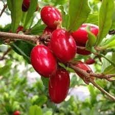miracle fruit sweeten sour foods naturally Fruit Seeds