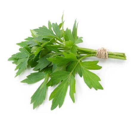 Lovage vegetable seeds vegetable seeds for Home Gardening, Natural Home Farming Choice Premium for kitchen garden planting