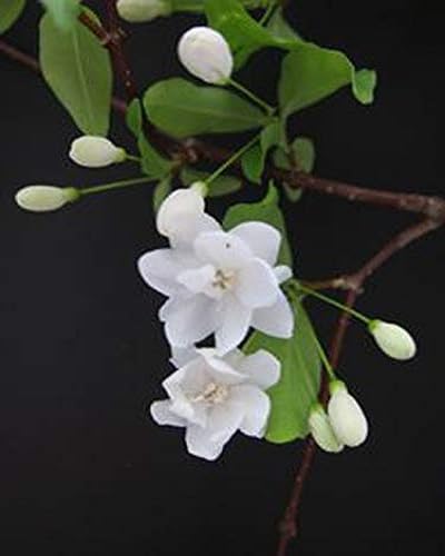 Jatropa Flower Seeds