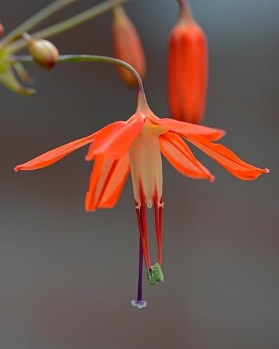orange bessera flower seeds