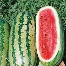 Rattlesnake Watermelon Fruit Unique Varieties For Landscape Fruit Seeds