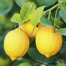 eureka lemon grafted fruit for planting delicious citrus trees heirloom home garden Fruit seeds