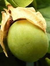 green passiflora maliformis fruit for planting Fruit seeds