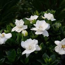 Red Gardenia Flower Seeds