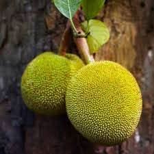 Jack Fruit Large And Flavorful Tropical Tree Fruit Seeds