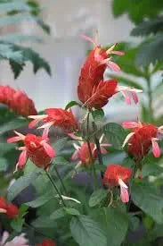 shrimp plant justica brandegeeana in flower bed