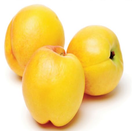 Yellow Nectarine fruit seeds for organic garden planting
