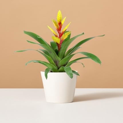 Yellow Bromeliad Flower Seeds