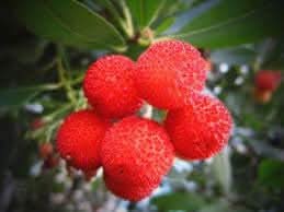 Yangmei Fruit Unique And Sweet Asian Fruits Home Fruit Seeds