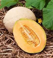jumbo cantaloupe fruit grow giant juicy cantaloupes in your garden Fruit seeds
