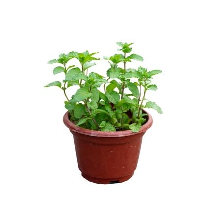 Green Mint Plant Seeds herb seeds - natural growing, healthy herbs garden seeds