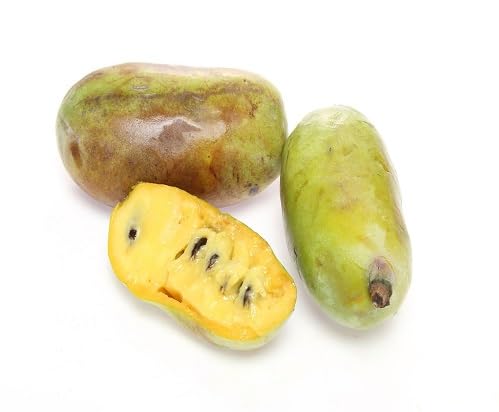 yellow asimina fruit Fruit Seeds for Home Planting Premium Germination Healthy Harvest Growing