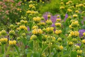 Phlomis Flower Seeds