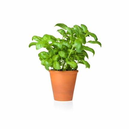 Green Basil Plant Seeds herb seeds - non gmo, home gardening garden seeds