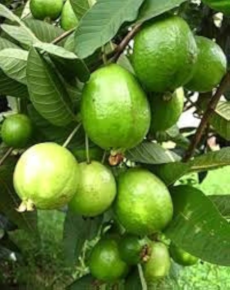Guava Of Tropical Fruit And