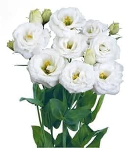 White Eustoma Flower Seeds