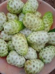 noni fruit for growing health boosting trees Fruit seeds