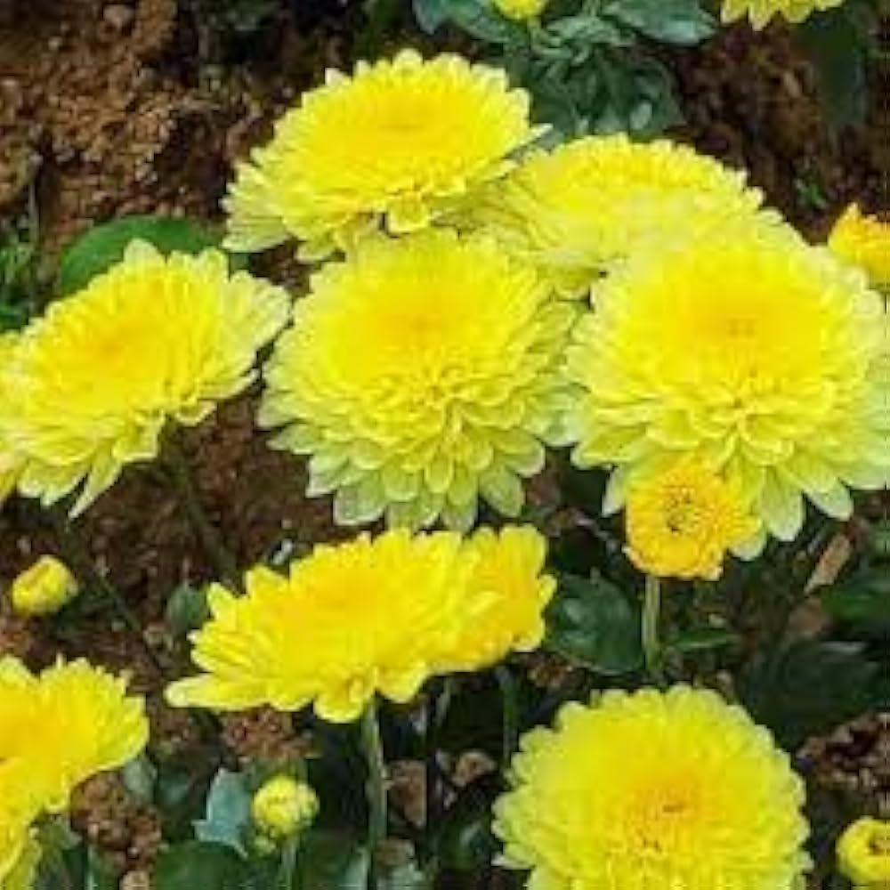 Yellow Gold Aromatic Celebration Flower