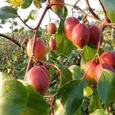 Mauritiana Fruit Hardy And Fruitful Tropical Trees Gmo Free Fruit Seeds