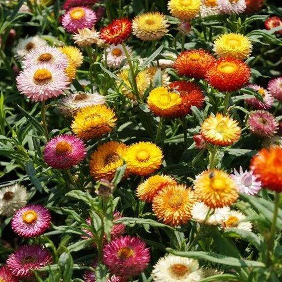 Helichrysum Flower Seeds - Heirloom Non GMO High Germination Flower Seeds for Home Garden Planting