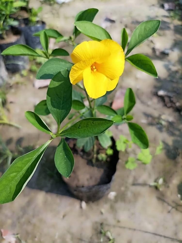 Yellow Gossypium Flower Seeds