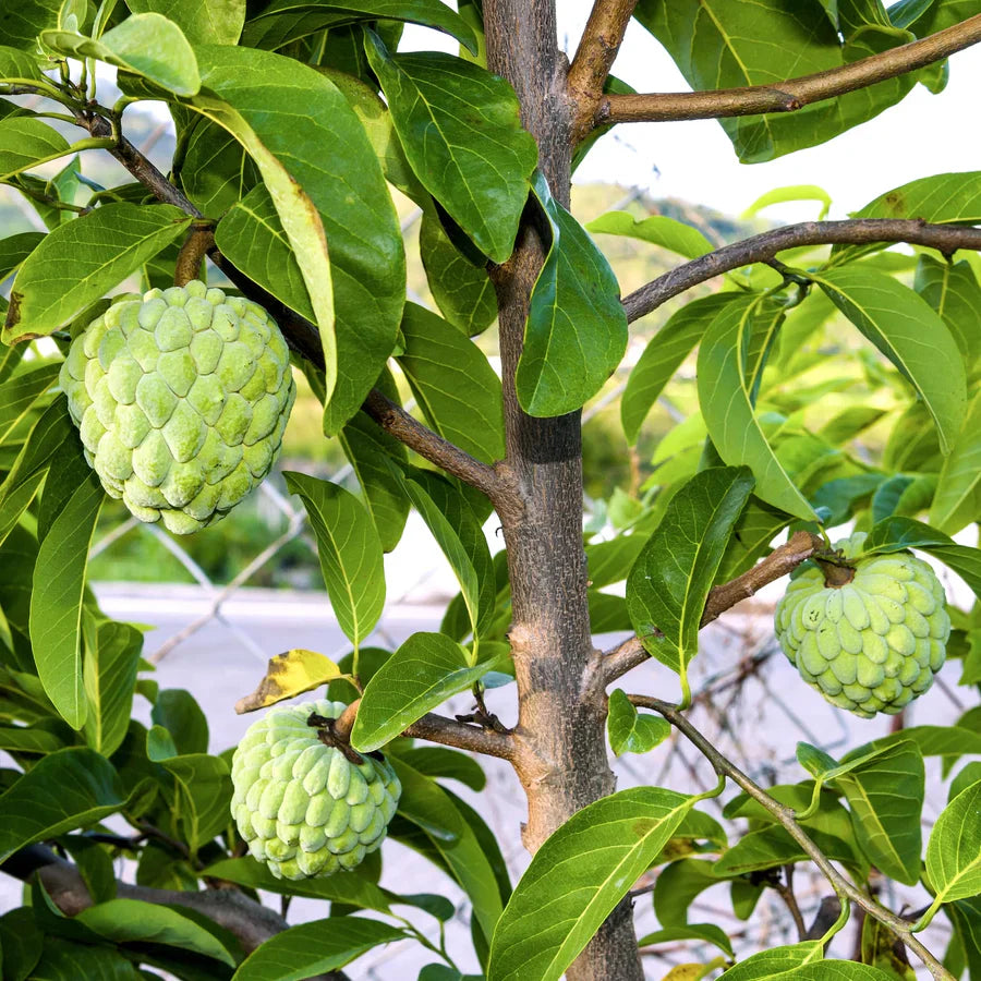 Annon Tropical Tree Enthusiasts Fruit Seeds