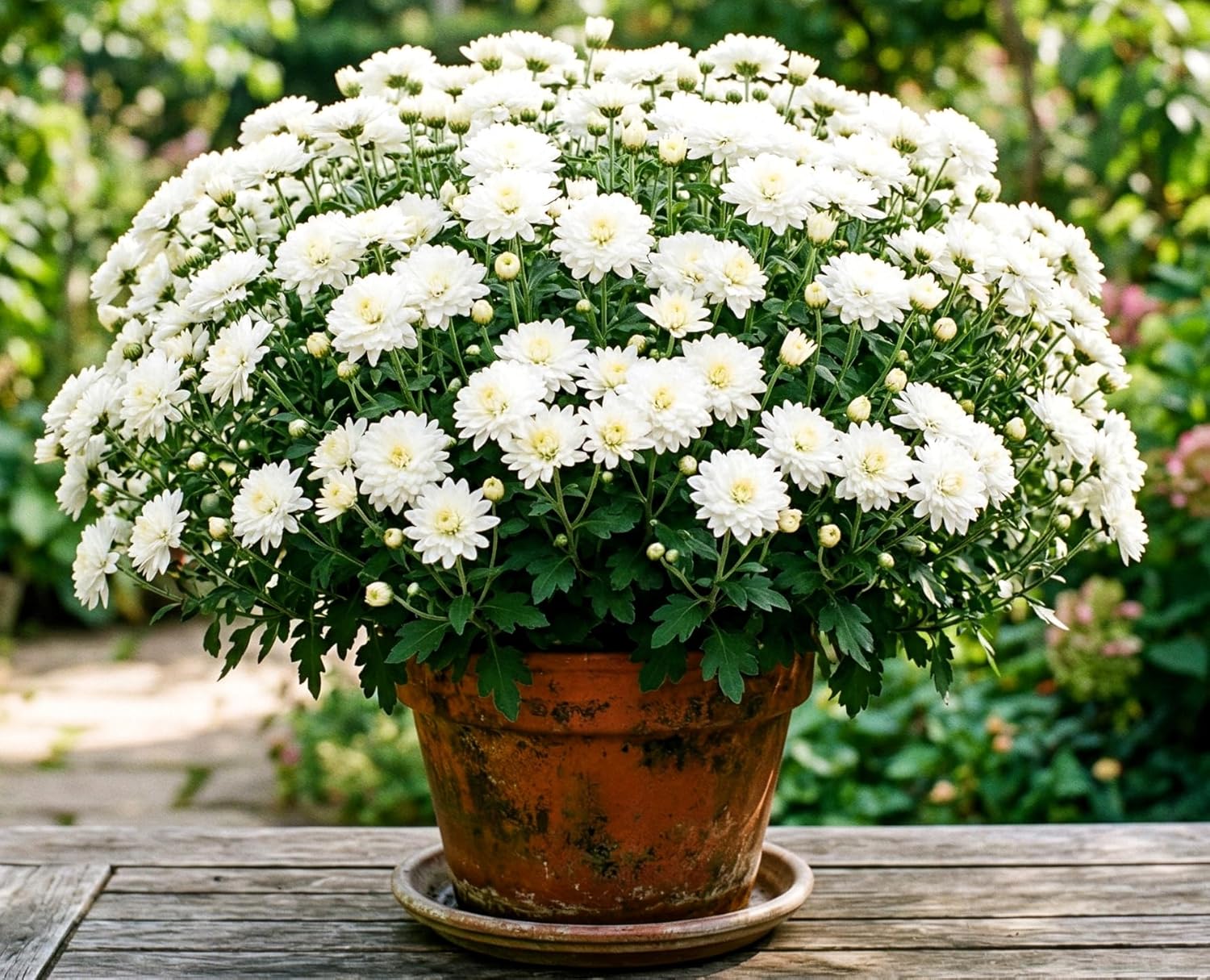 White Giant Chrysanthemum Flower Seeds