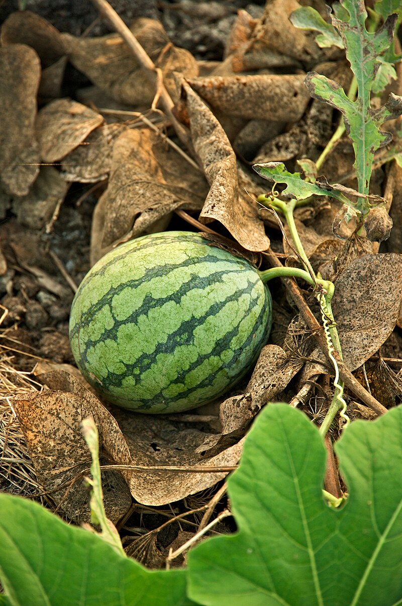 Rare Melon Vine Cultivate Lush Fruit Seeds