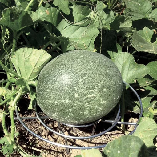 melon high organic Fruit Seeds organic garden seeds