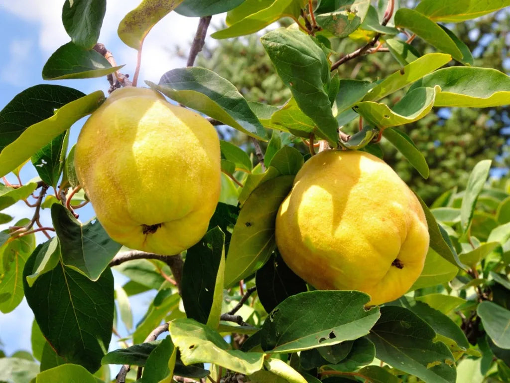 yellow quince fruit a unique and Fruit Seeds
