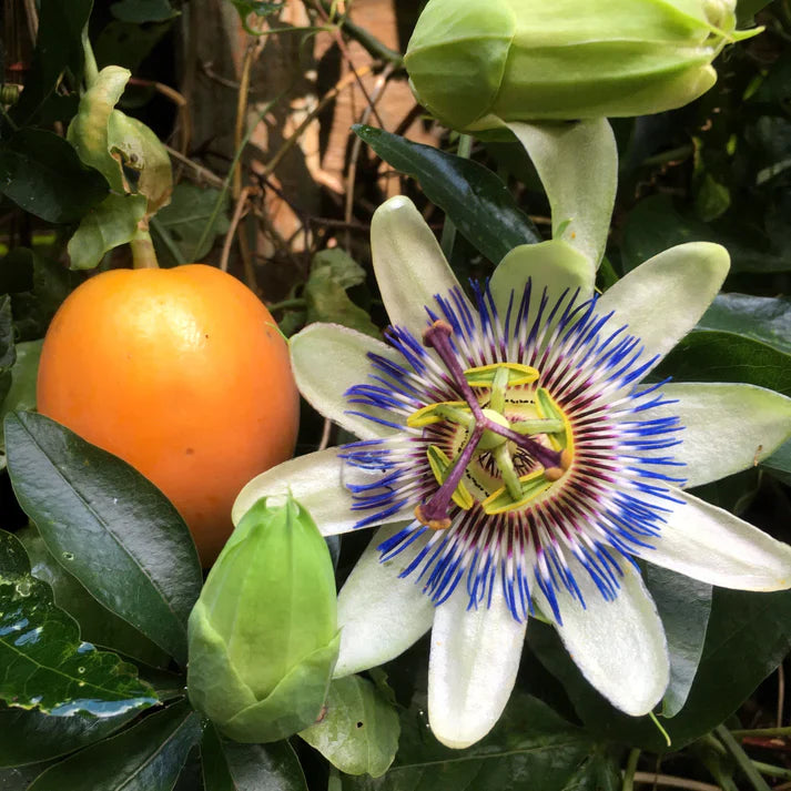 yellow maracuja fruit grow tangy and Fruit Seeds