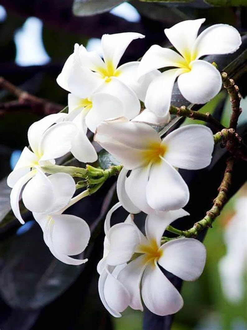 Green White Plumeria Flower Seeds