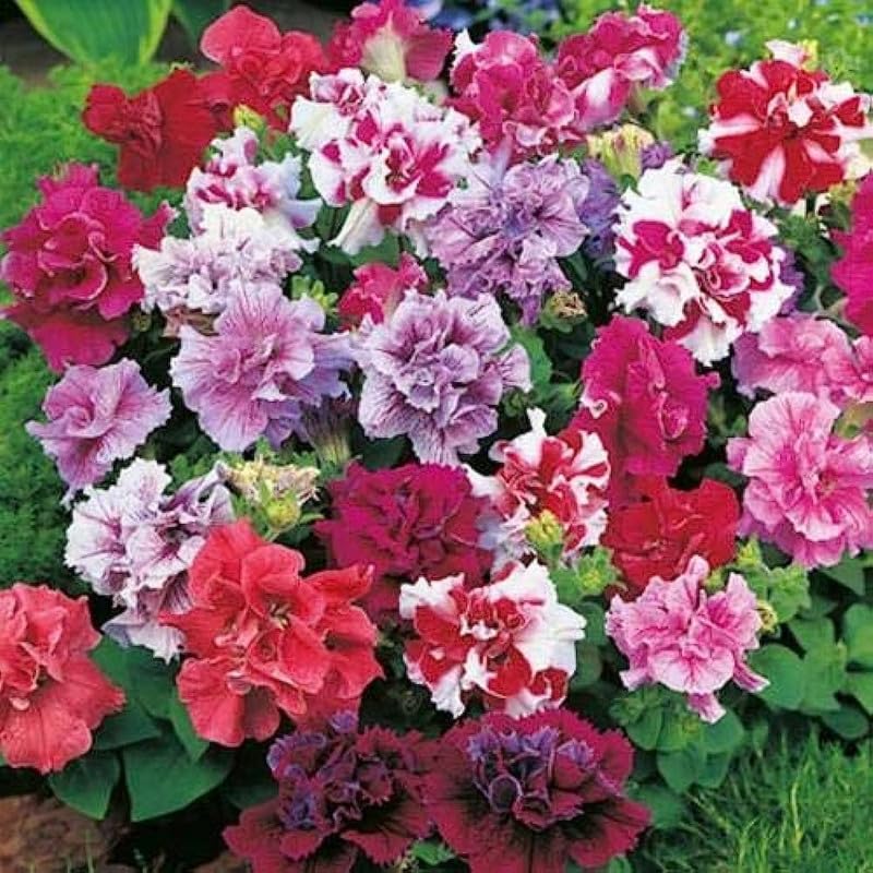 Petunia Flower Seeds