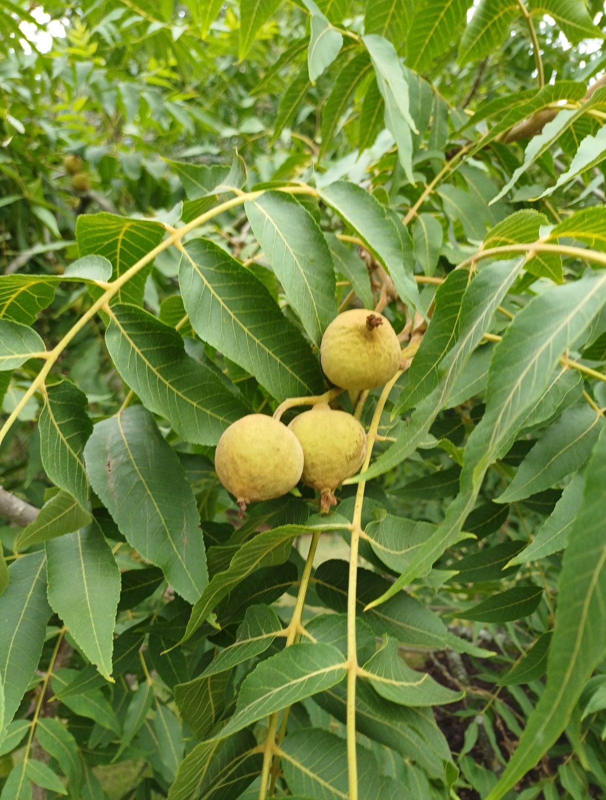 Juglans Hindsii Fruit Hardy Walnut Trees Fruit Seeds