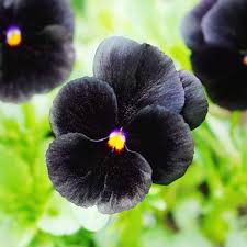 Black Pansy Flower Seeds