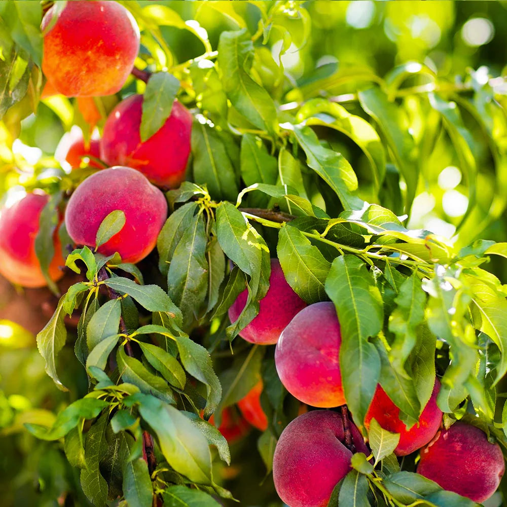 Red Peach Tree Lush Sweet Fruit Seeds