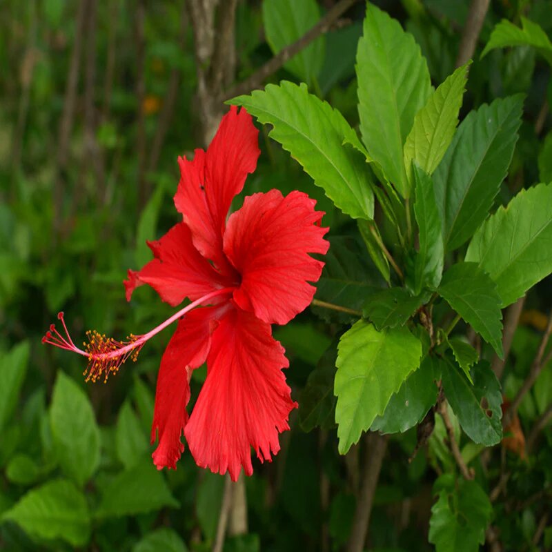 Red Hibiscus Flower Seeds 