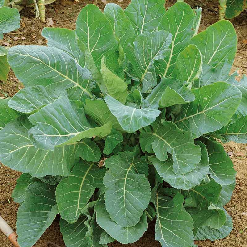 Collard Vegetable Seeds for Planting Green Vegetable Seeds for Home Gardening, Premium Kitchen Heirloom, Non-GMO for Home Garden Planting