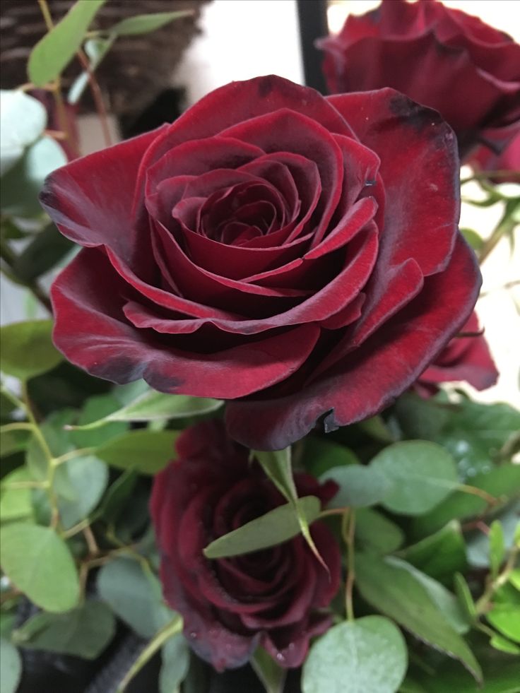 Dark Red Rose Flower Seeds